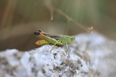 Chorthippus apicalis