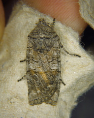 Litholomia napaea
