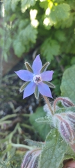 Borago