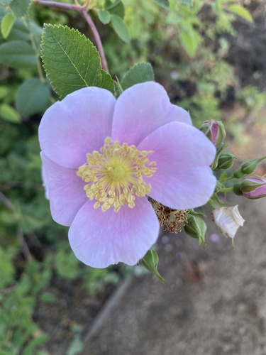 iNaturalist observation photo of California Wild Rose