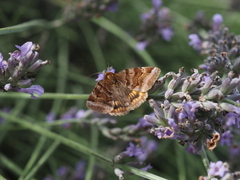 Euclidia glyphica
