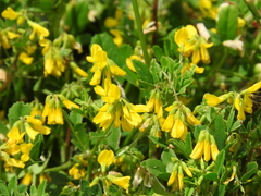 Trigonella corniculata