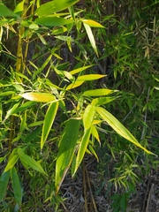 Phyllostachys aurea