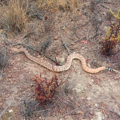 Crotalus ruber