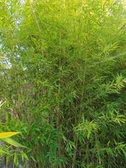 Phyllostachys aurea