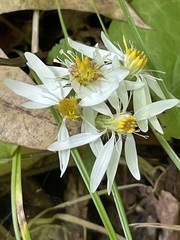 Eurybia divaricata