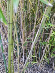 Phyllostachys aurea