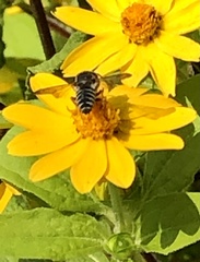 Megachilini