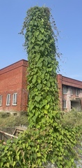 Ipomoea hederifolia