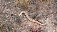 Crotalus ruber