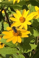 Megachilini