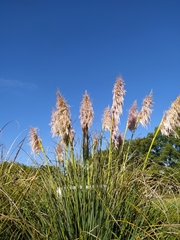 Cortaderia selloana