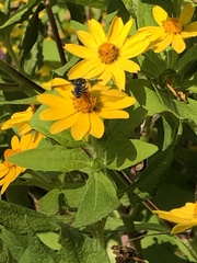 Megachilini