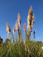 Cortaderia selloana