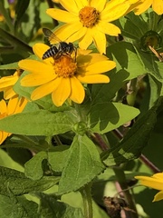Megachilini