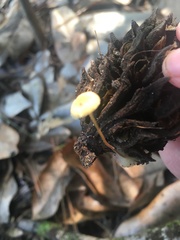 Strobilurus conigenoides