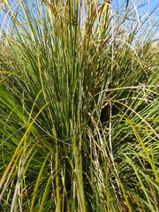 Cortaderia selloana