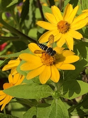 Megachilini