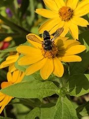 Megachilini