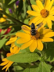 Megachilini