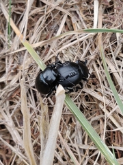 Timarcha tenebricosa