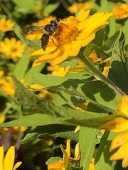 Megachilini
