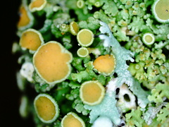 Xanthorioideae