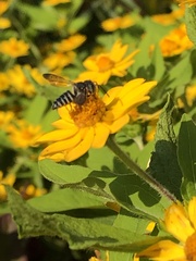 Megachilini