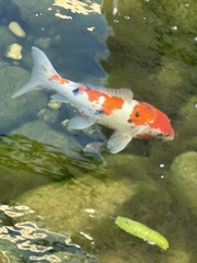 Cyprinus rubrofuscus