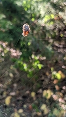 Metepeira labyrinthea