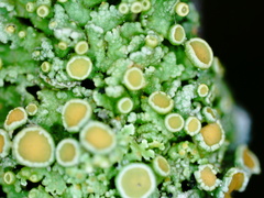 Xanthorioideae