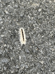 Erebidae