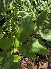 Viburnum rafinesqueanum
