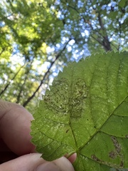 Phyllonorycter tiliacella