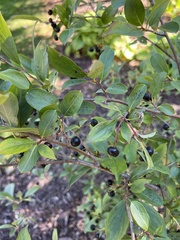 Aronia melanocarpa