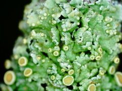 Xanthorioideae