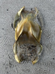 Beringraja binoculata