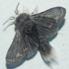 Tolype laricis