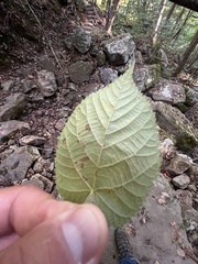 Phyllonorycter tiliacella