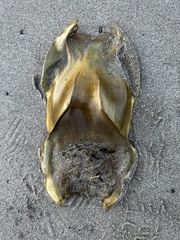 Beringraja binoculata