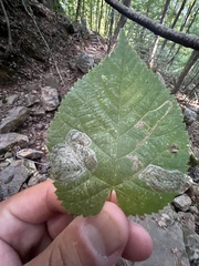 Phyllonorycter tiliacella