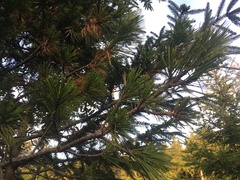 Pinus cembra