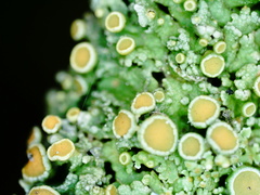 Xanthorioideae