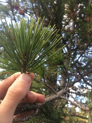 Pinus cembra