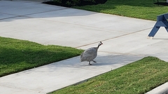 Numida meleagris domesticus
