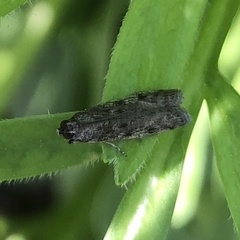 Phycitodes reliquellum