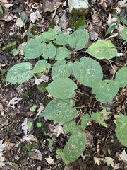 Phyllonorycter tiliacella