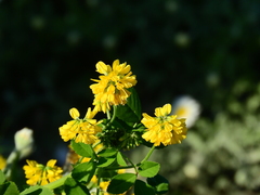 Trigonella corniculata