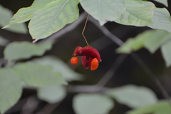 Euonymus latifolius