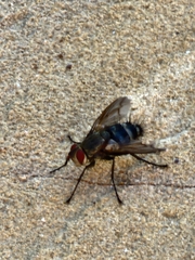 Microphthalma disjuncta